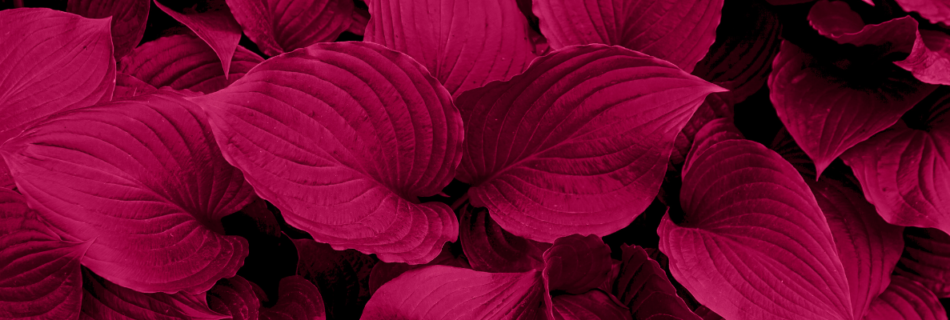 Viva Magenta