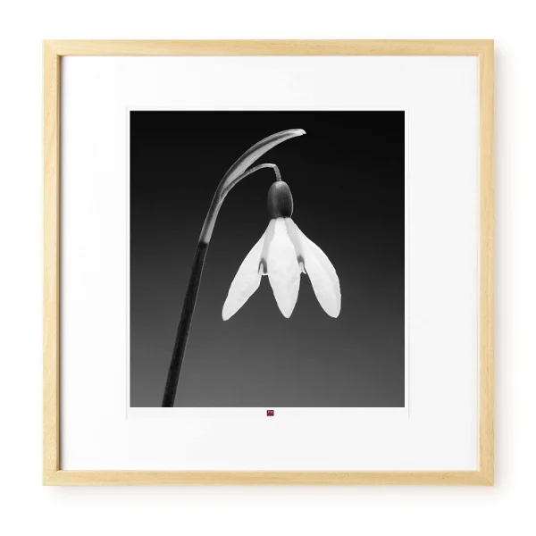 art photographie fleur de gratitude