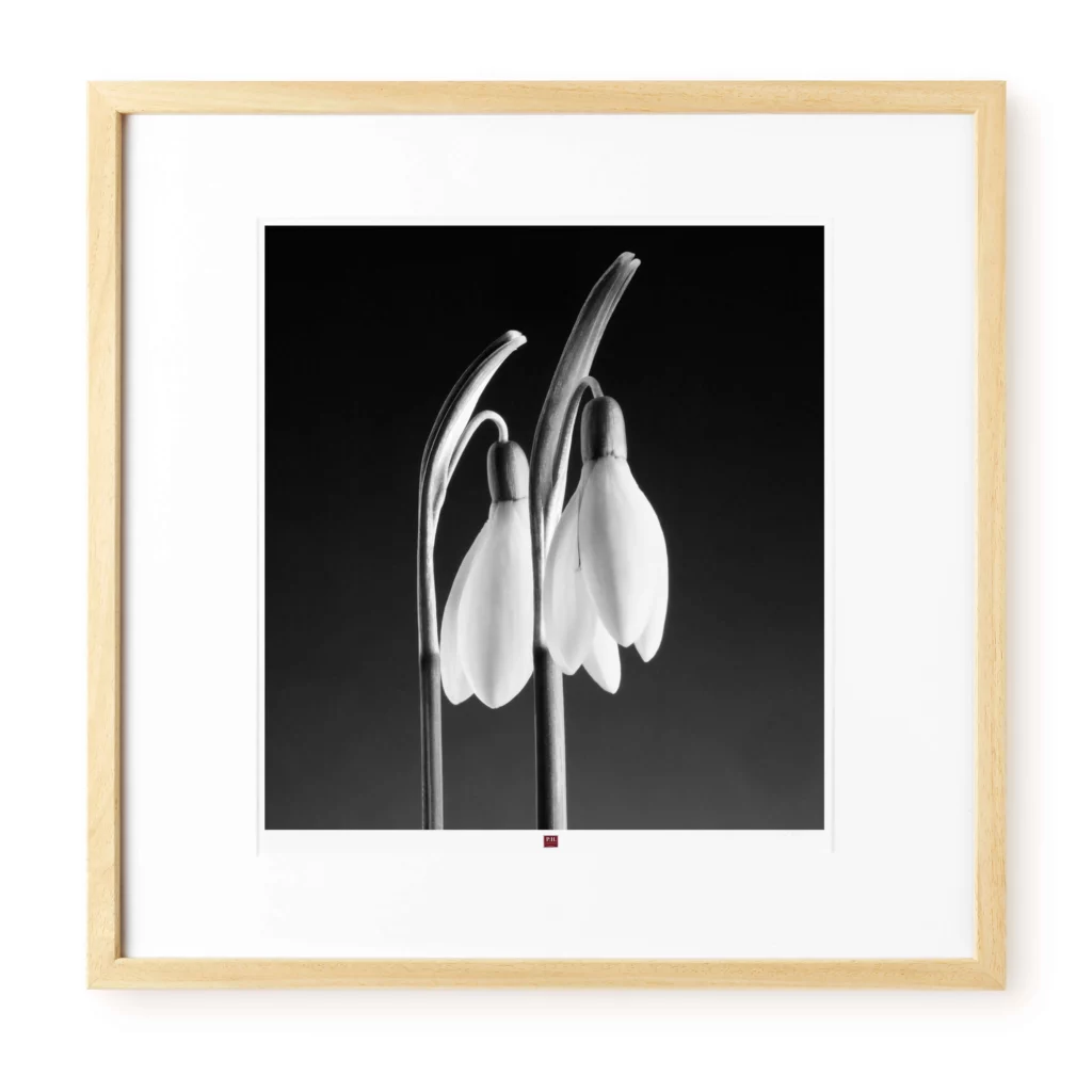 art photographie fleur d'innocence