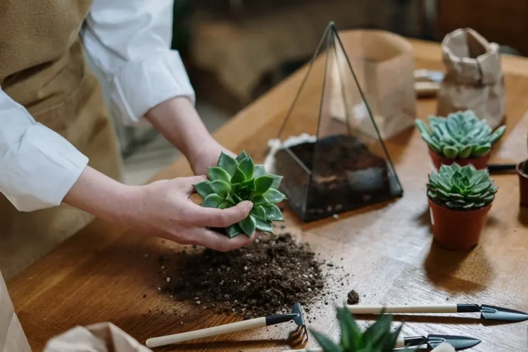 diy-decorative-houseplants-for-your-plant-loving-partner-1