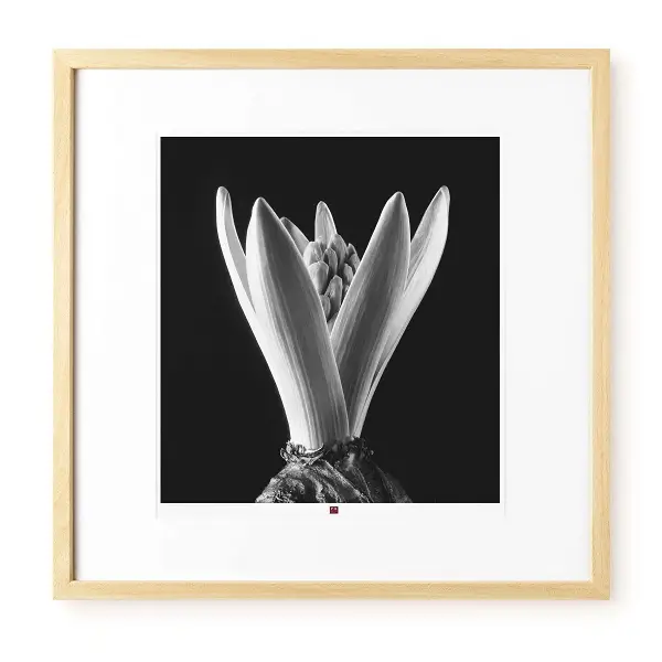 art-photography-flower-of-hope-1