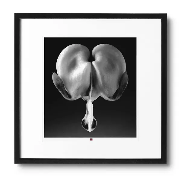 art-photography-flower-of-truth-1